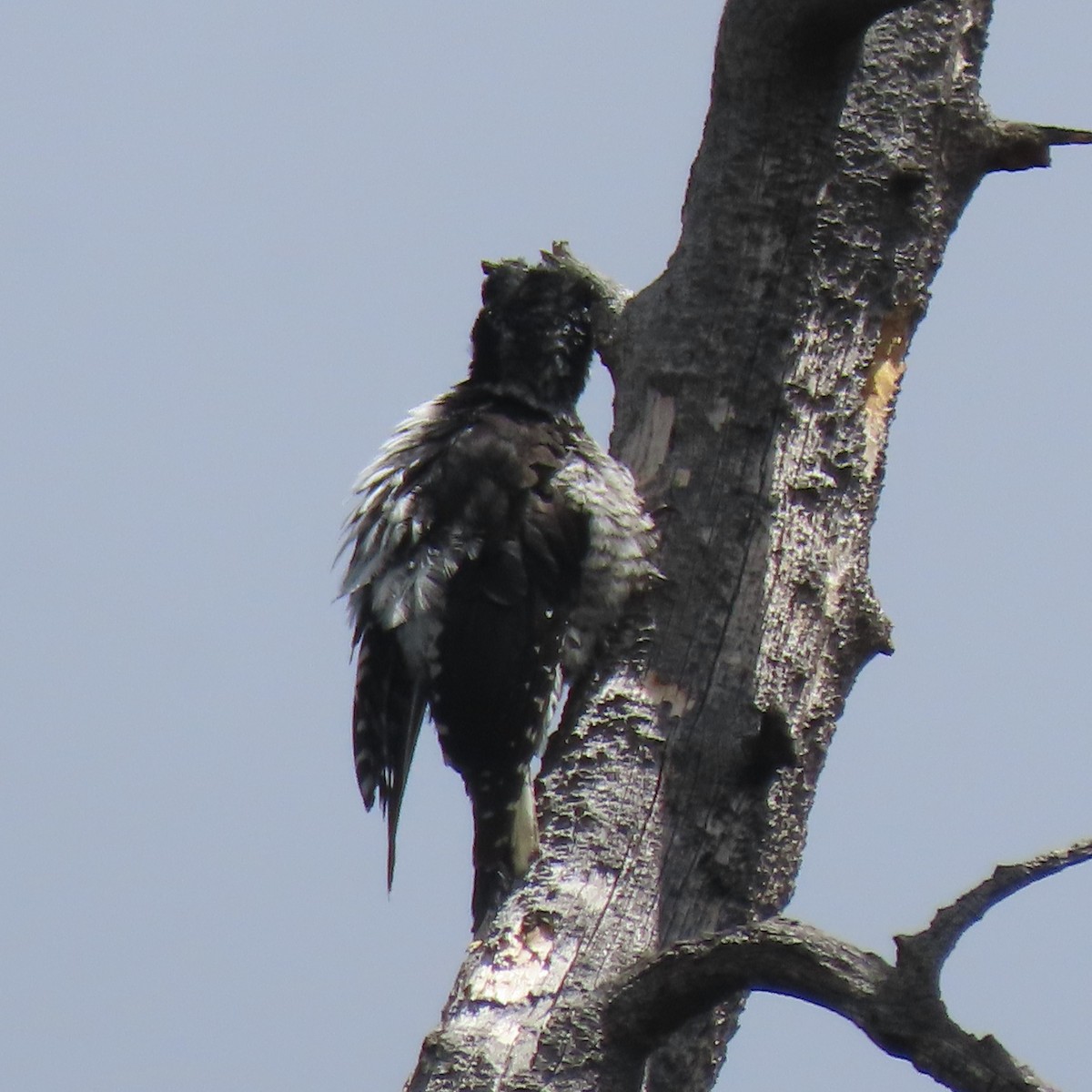 American Three-toed Woodpecker - Doug Kibbe