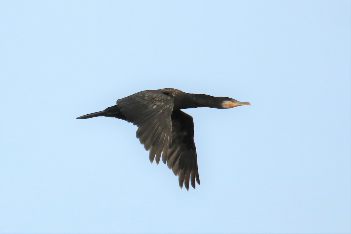 Great Cormorant - Jan Roedolf