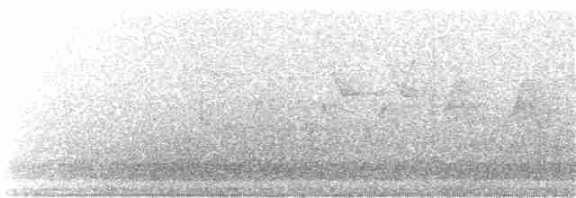 nordmyggsmett (caerulea) - ML60802001