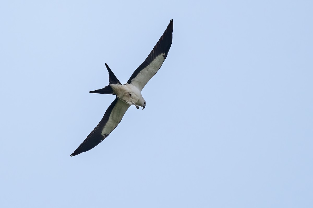 Swallow-tailed Kite - ML608026731