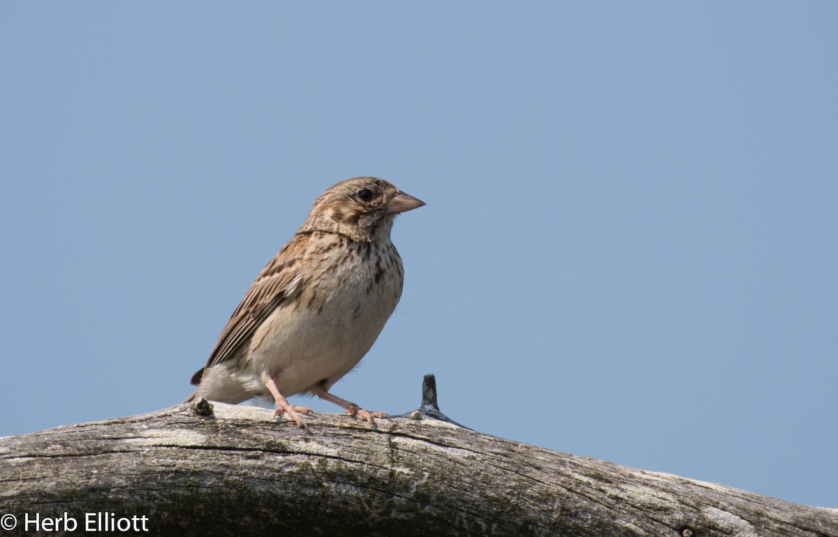 Vesper Sparrow - Herb Elliott