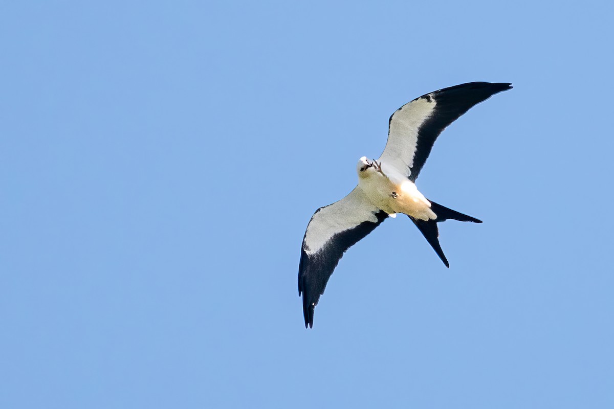 Swallow-tailed Kite - ML608030851