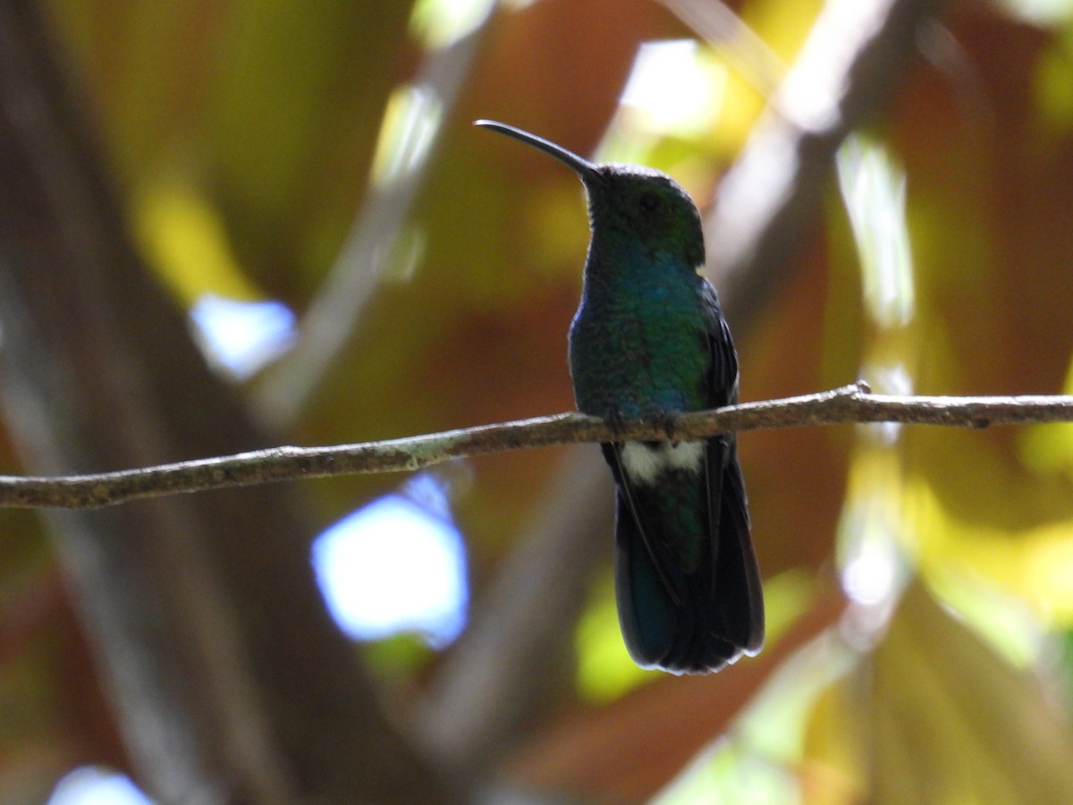 kolibřík smaragdový - ML608032831