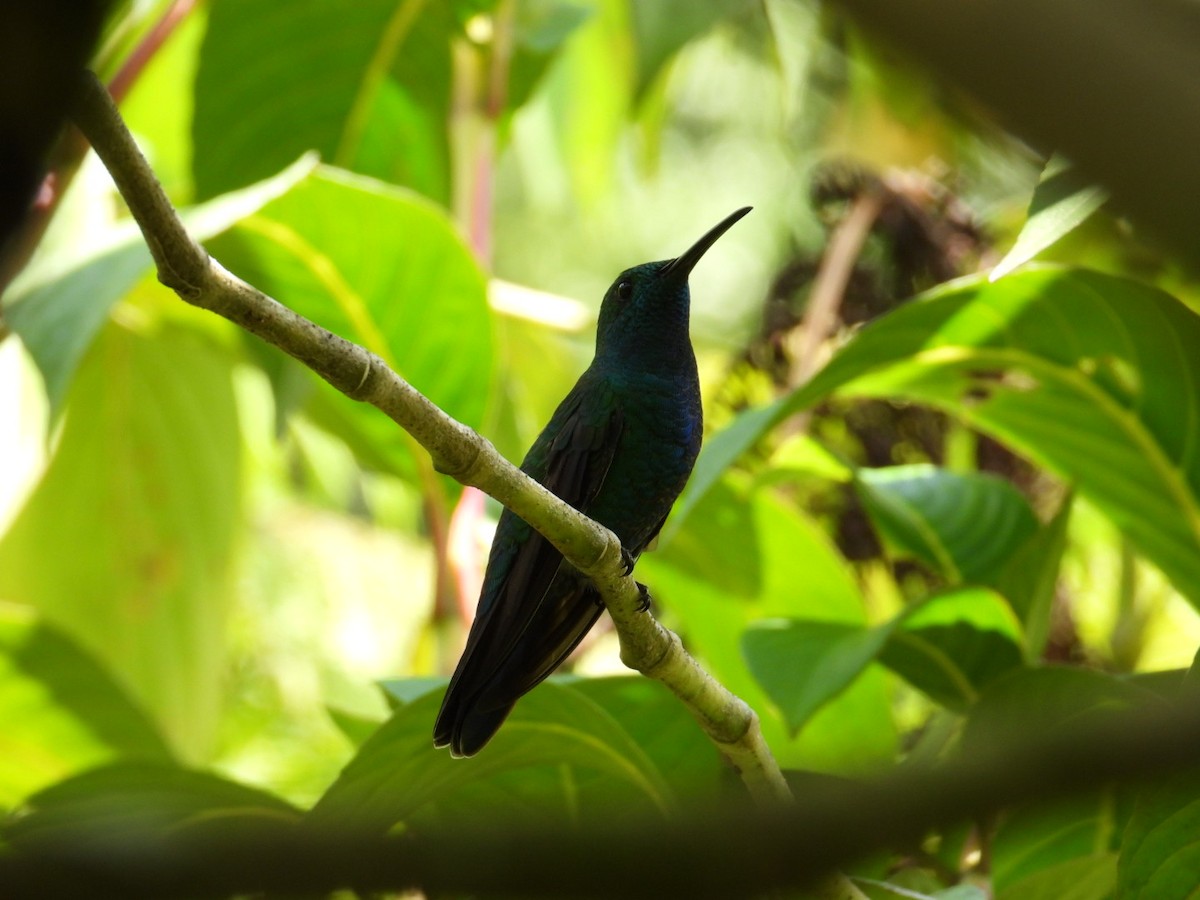 kolibřík smaragdový - ML608032851