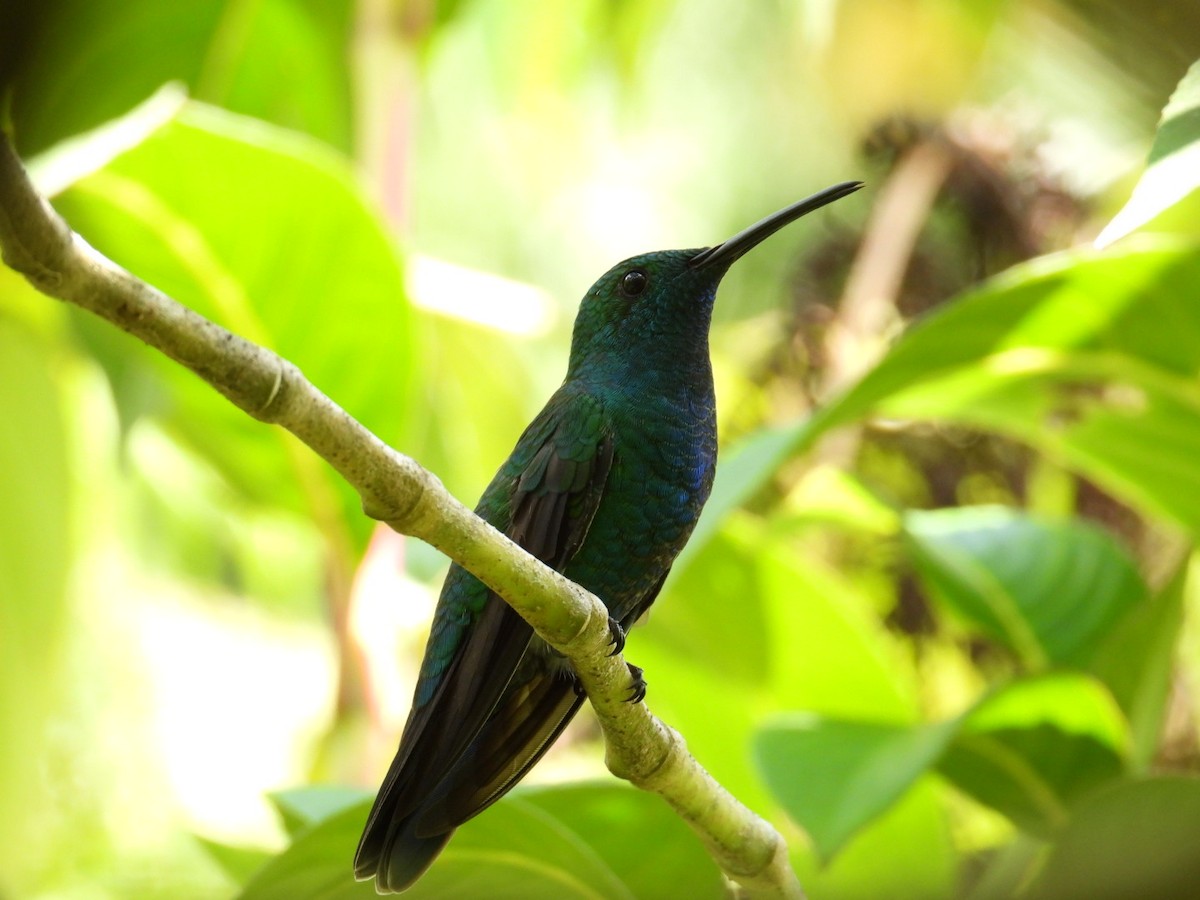 kolibřík smaragdový - ML608032871
