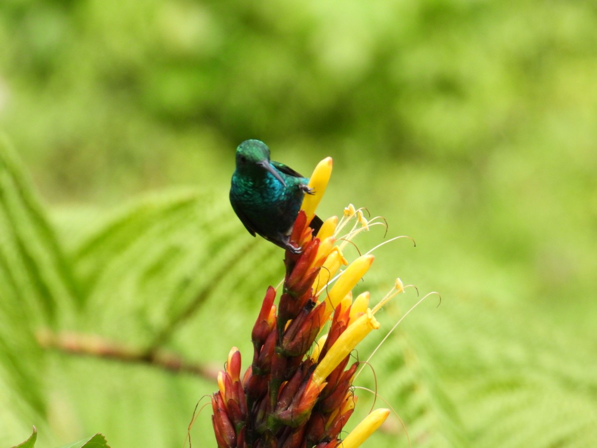 kolibřík smaragdový - ML608032881