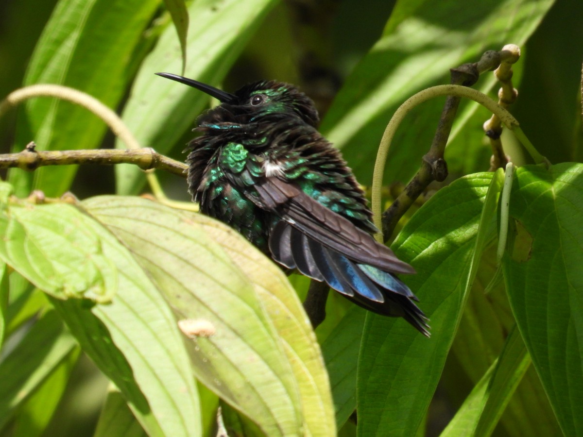 kolibřík smaragdový - ML608032911