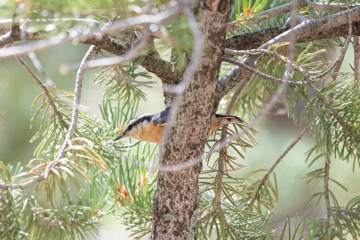 Red-breasted Nuthatch - ML608035881
