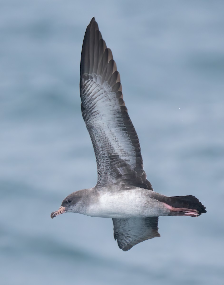 Pink-footed Shearwater - ML608036561