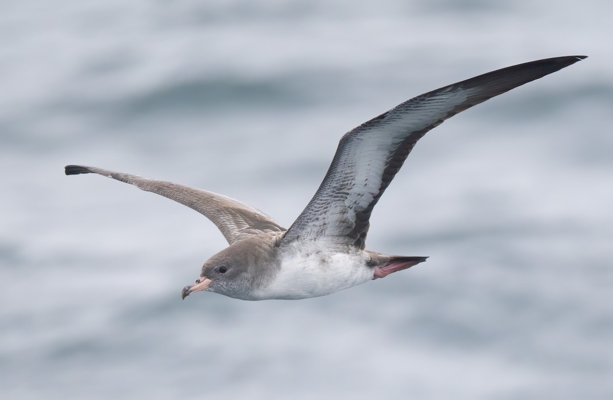 Pink-footed Shearwater - ML608036581