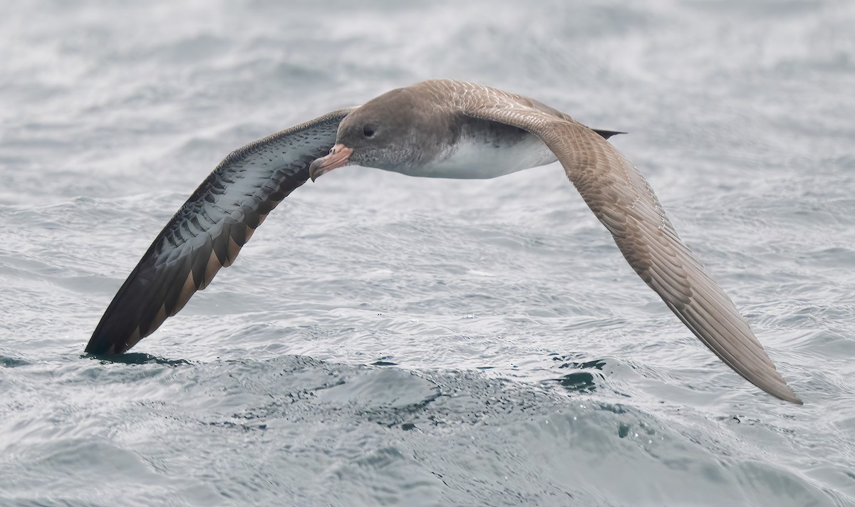 Pink-footed Shearwater - ML608036591