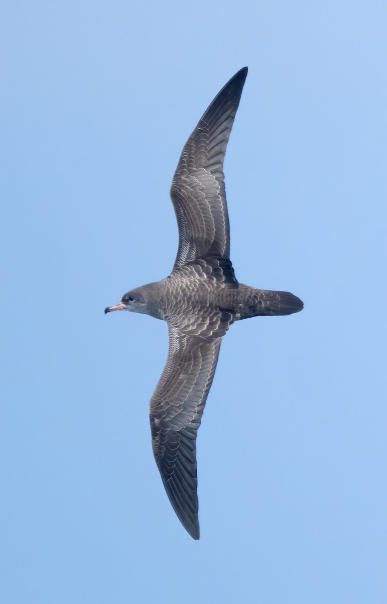 Pink-footed Shearwater - Mark Chappell