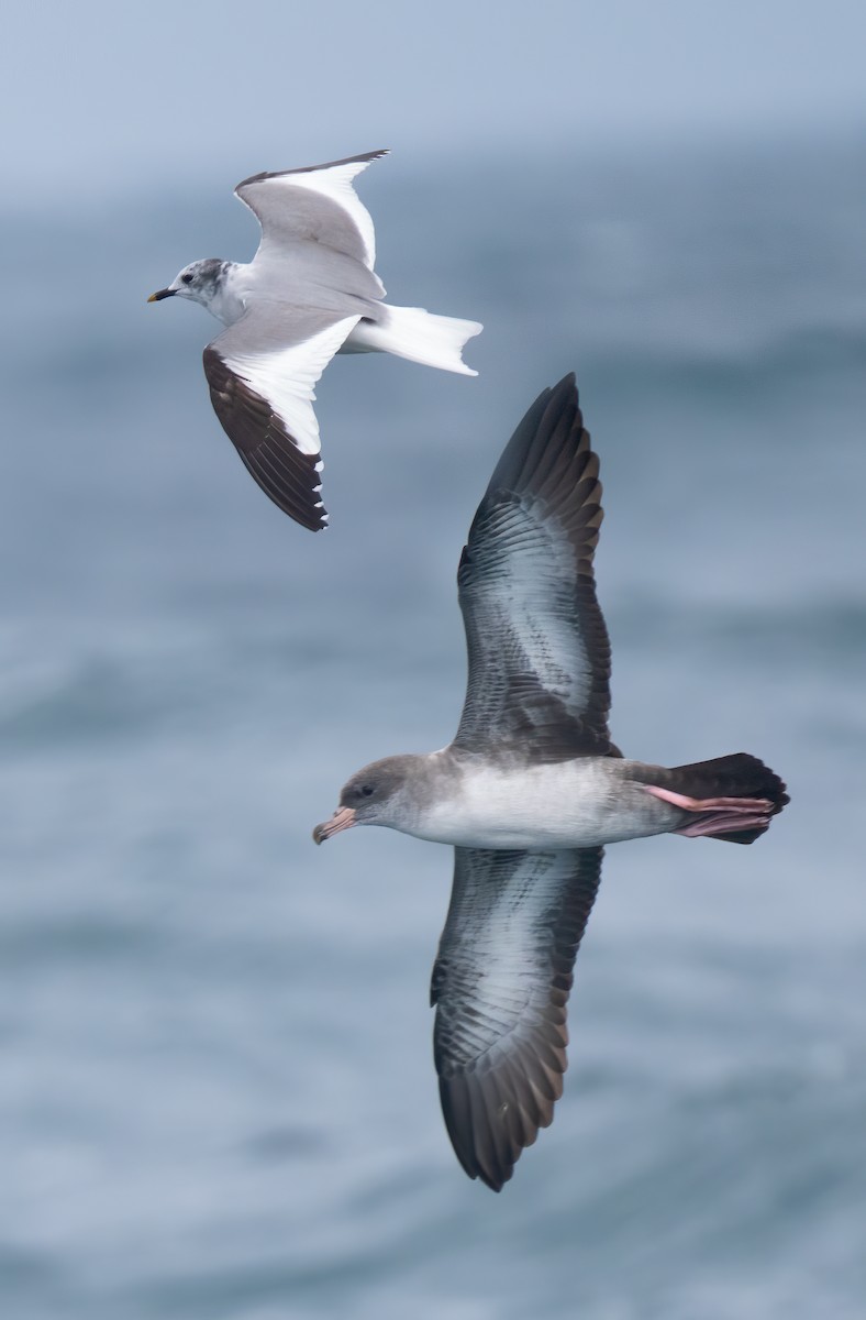 Pink-footed Shearwater - ML608036611