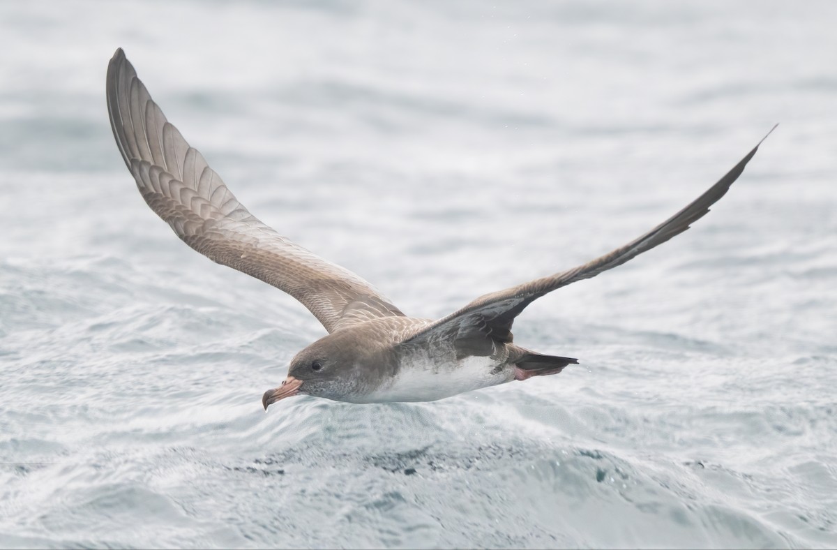 Pink-footed Shearwater - ML608036631