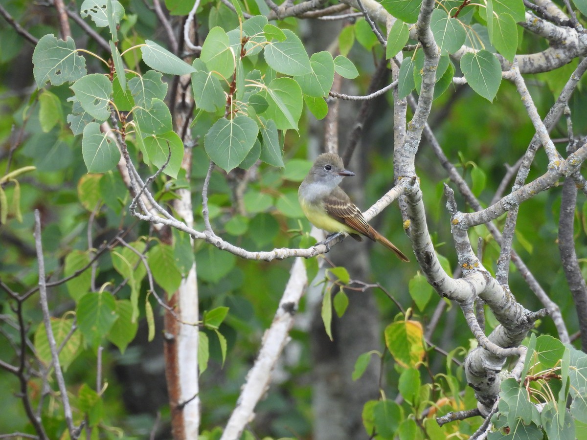 Great Crested Flycatcher - ML608037691