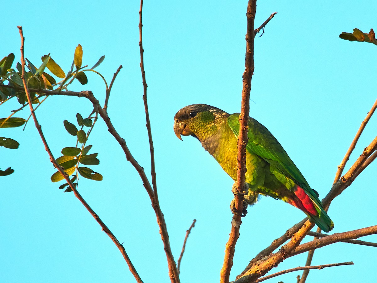 Папуга-червоногуз зеленощокий - ML608039021