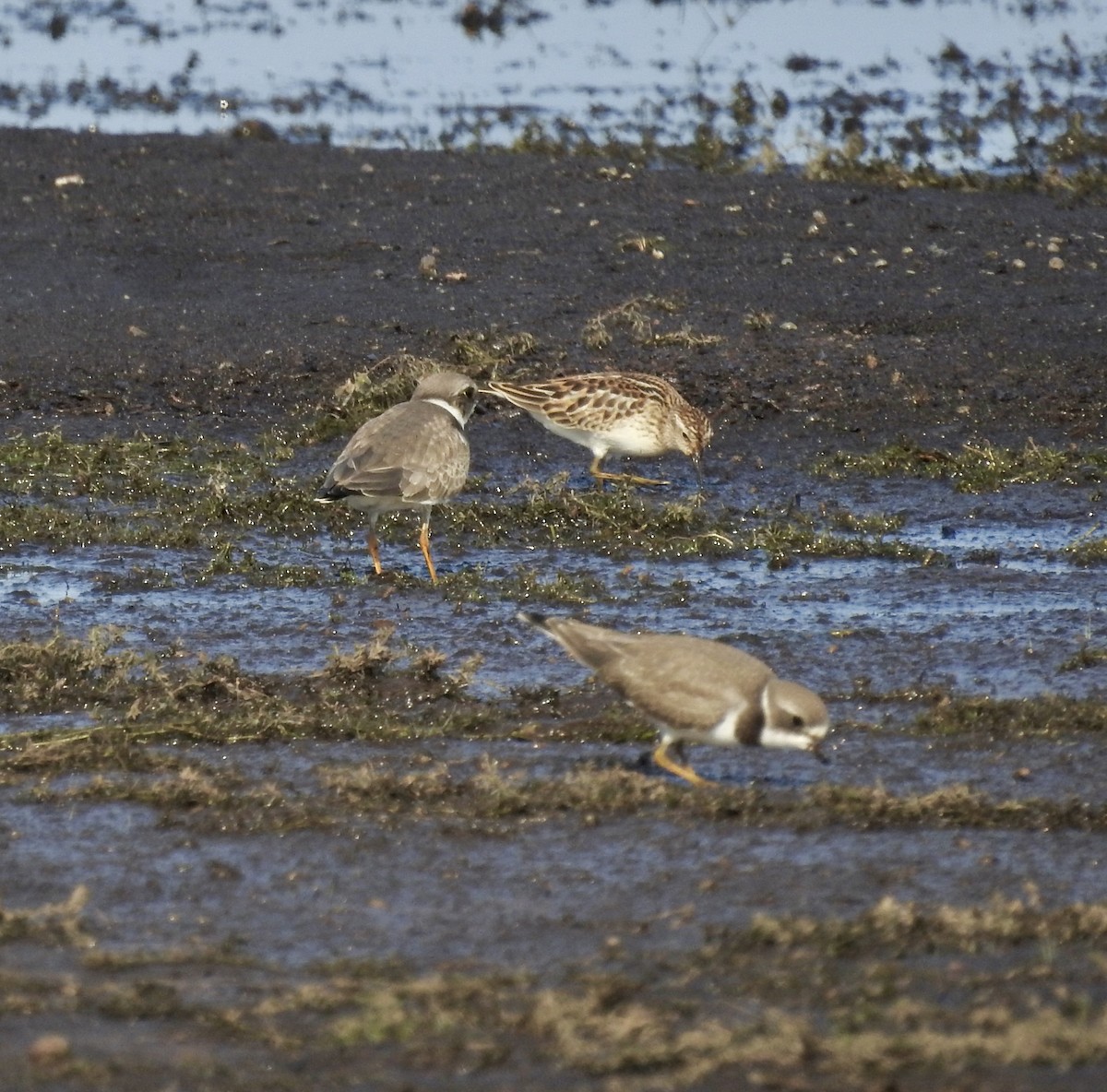 Semipalmated Plover - ML608045401