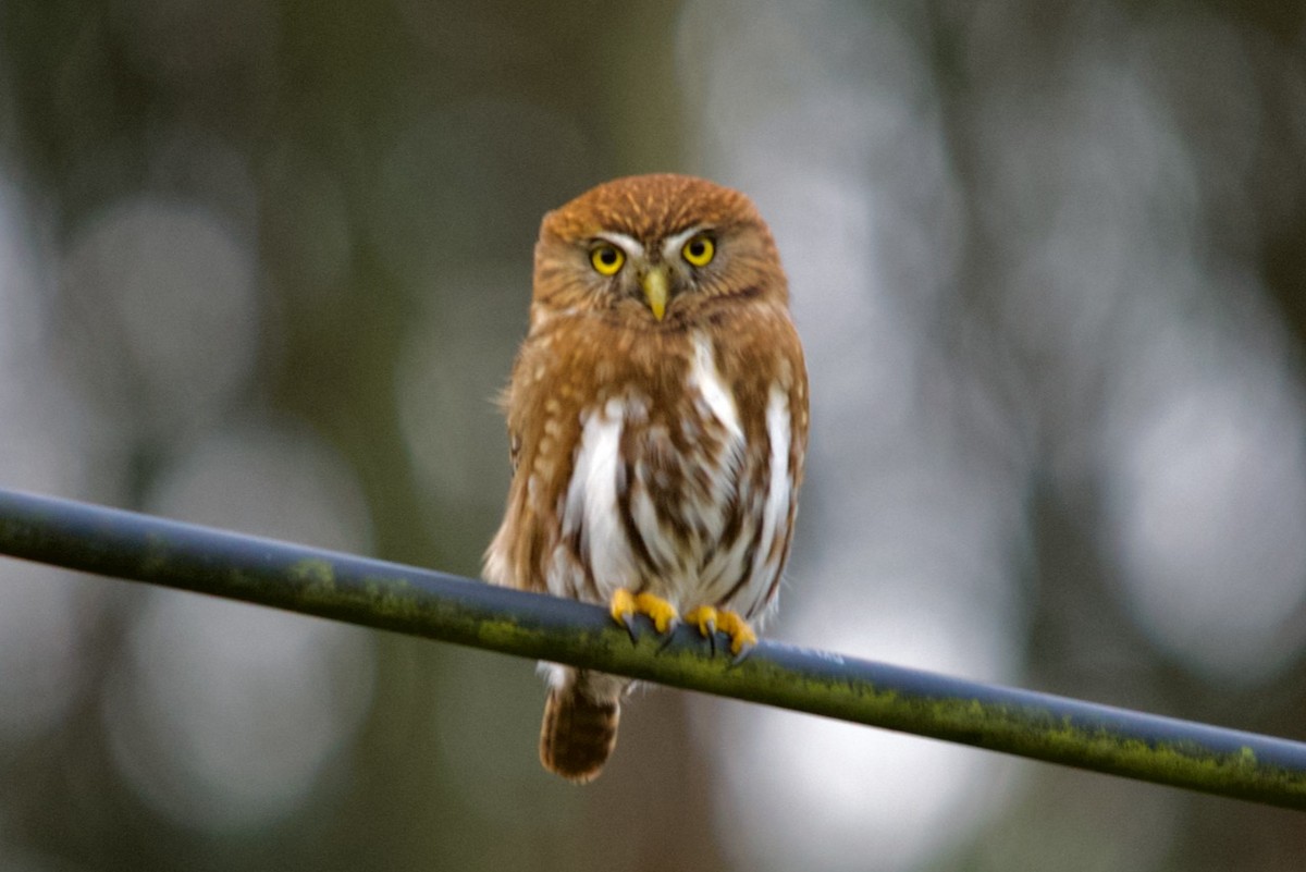 Austral Pygmy-Owl - ML608049391