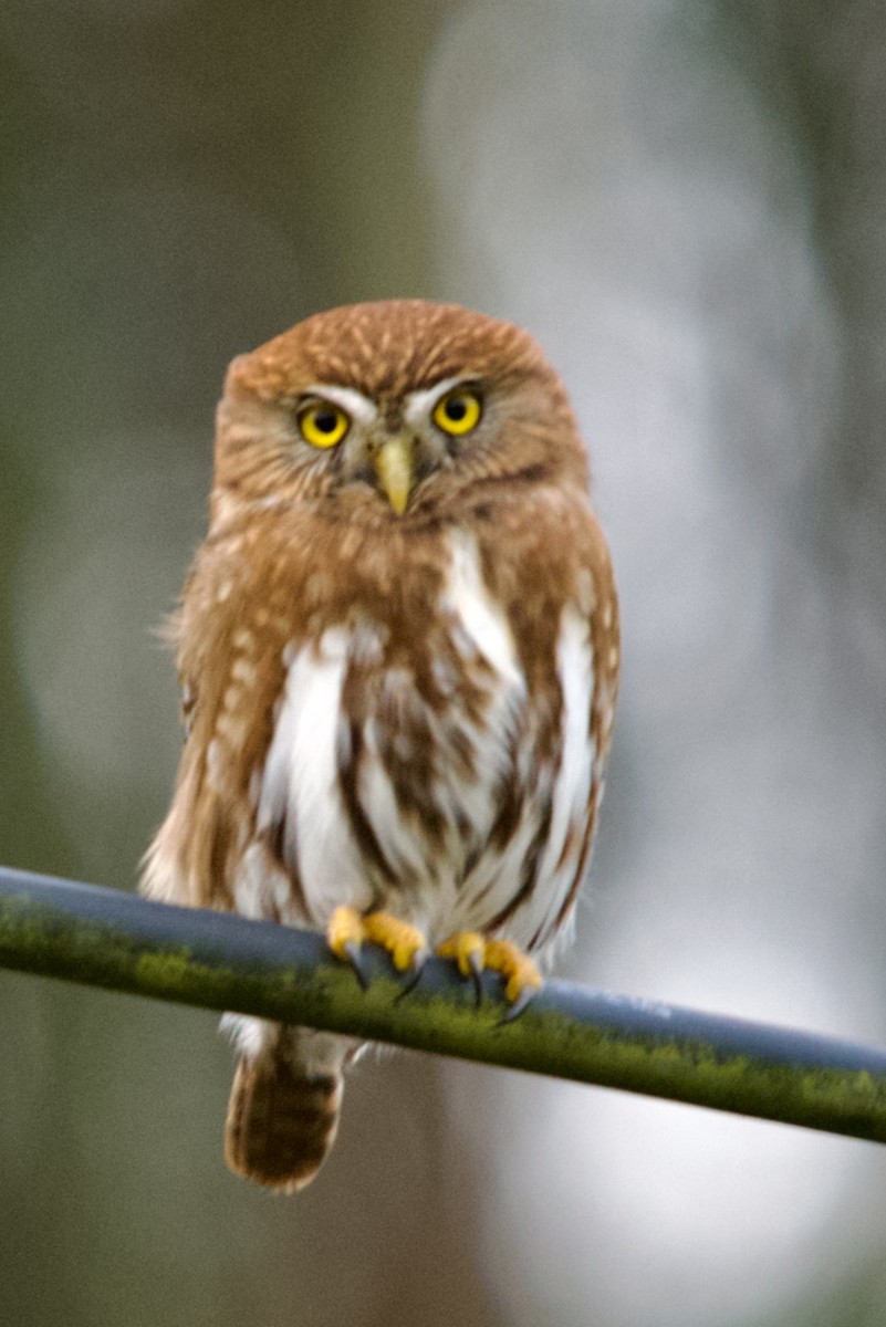 Austral Pygmy-Owl - ML608049401