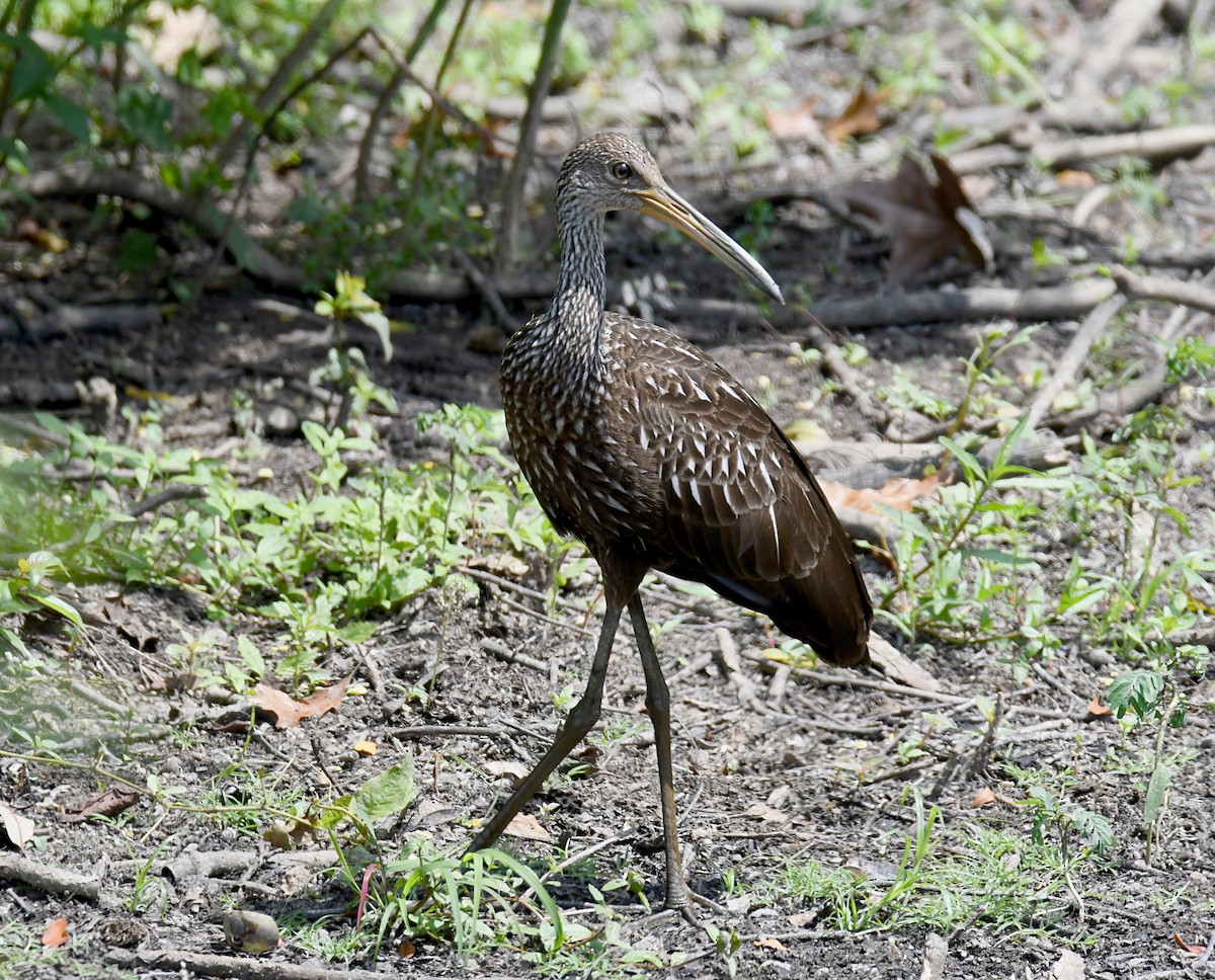 eBird Checklist - 28 Aug 2023 - Henry Gray Hurricane Lake WMA - 1 species