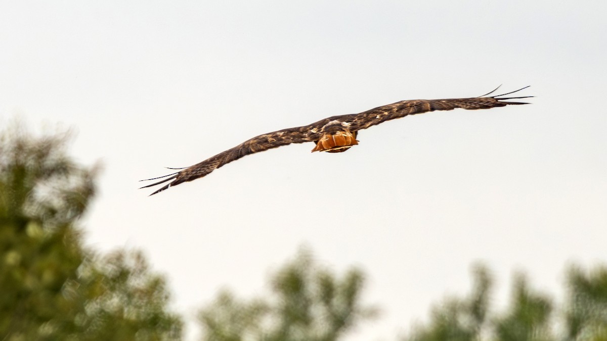 Red-tailed Hawk - ML608055961