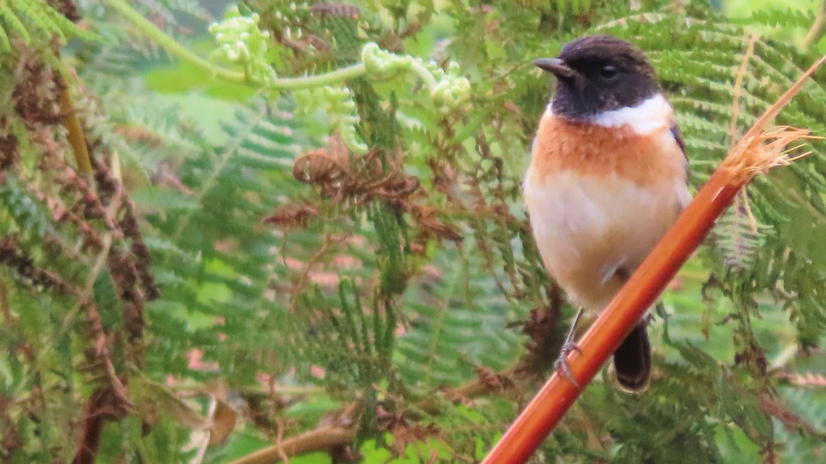 African Stonechat - ML608059651
