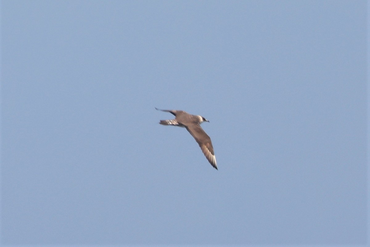 Long-tailed Jaeger - ML608059861
