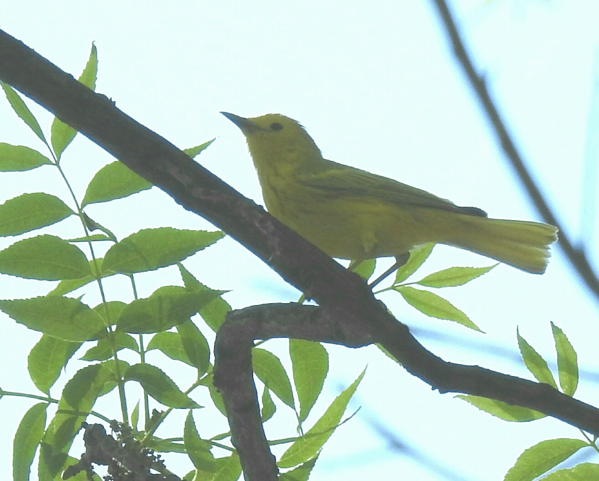Yellow Warbler - deborah grimes