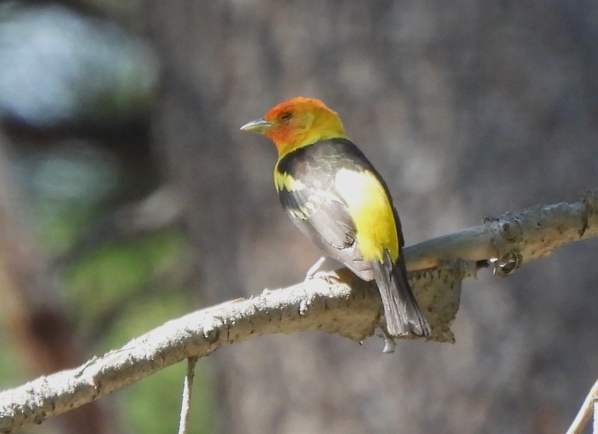Western Tanager - ML608066661