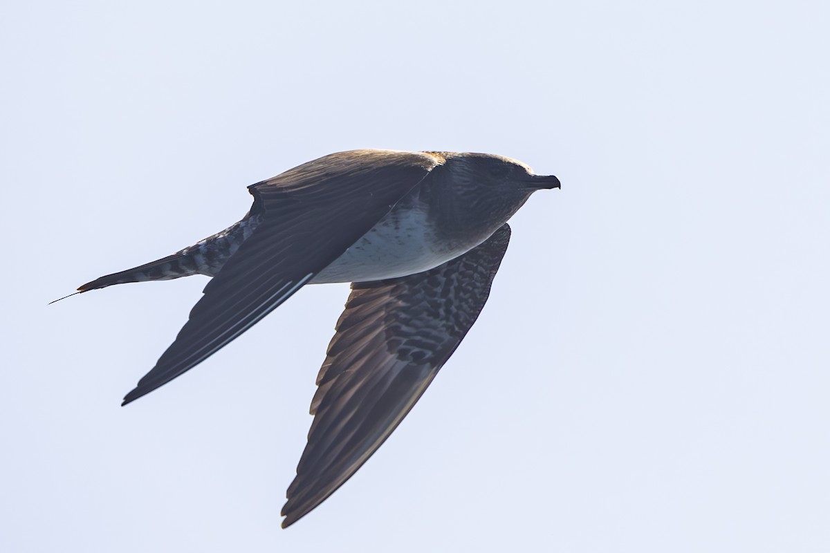 Long-tailed Jaeger - ML608068171