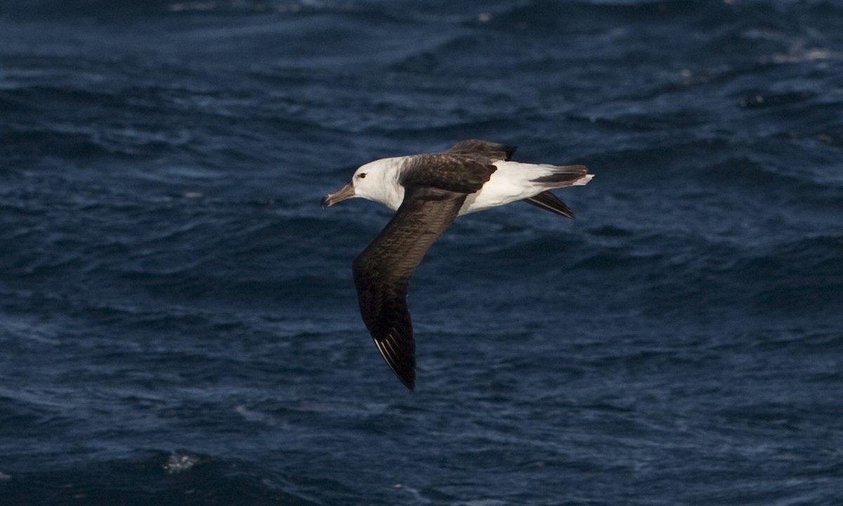 Black-browed Albatross - ML60807271
