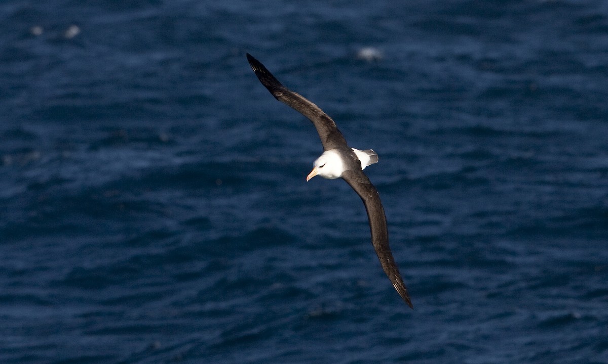 Black-browed Albatross - ML60807301