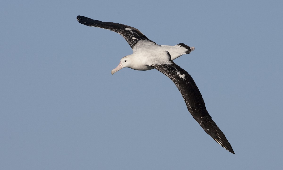 Snowy Albatross - ML60807391