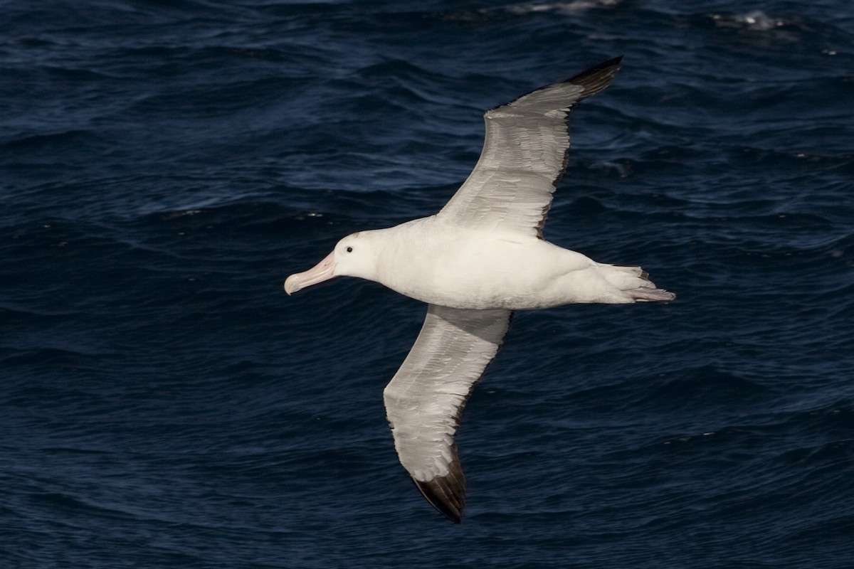 Snowy Albatross - ML60807421