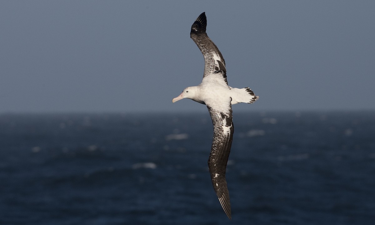 albatros stěhovavý - ML60807451