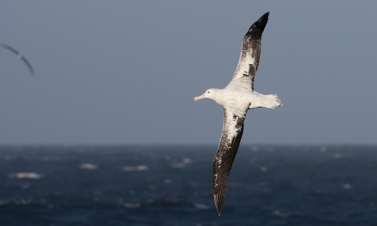 Snowy Albatross - ML60807461