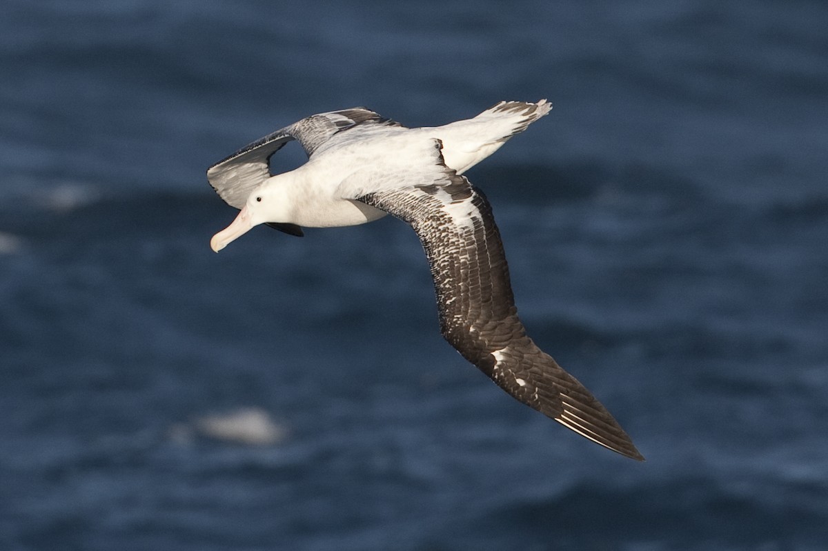 albatros stěhovavý - ML60807481