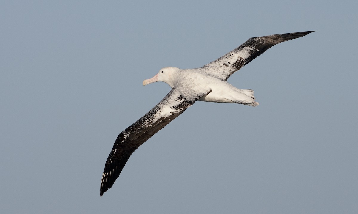 Snowy Albatross - ML60807491