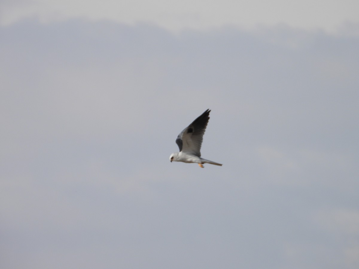 White-tailed Kite - ML608077121