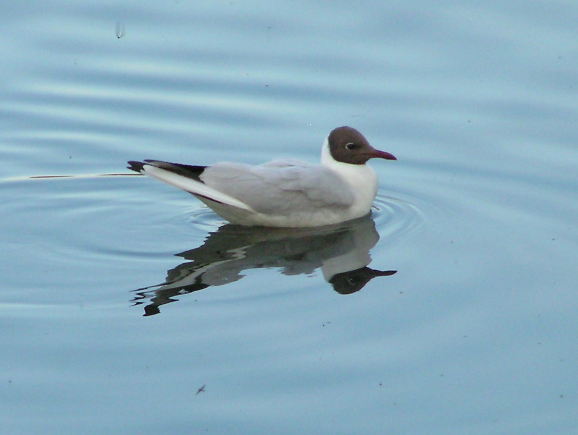 Mouette rieuse - ML608078561