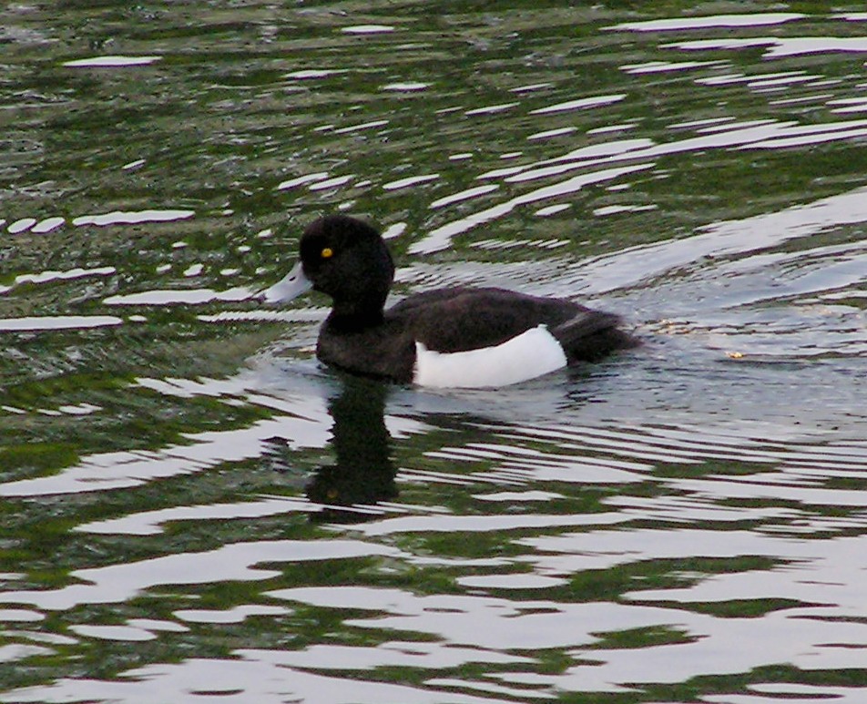 Tufted Duck - ML608080891