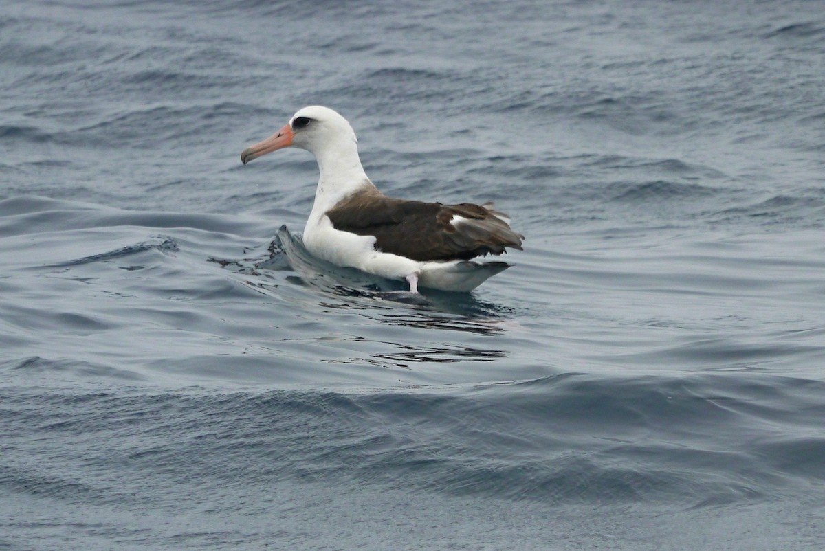 Темноспинный альбатрос - ML608081291