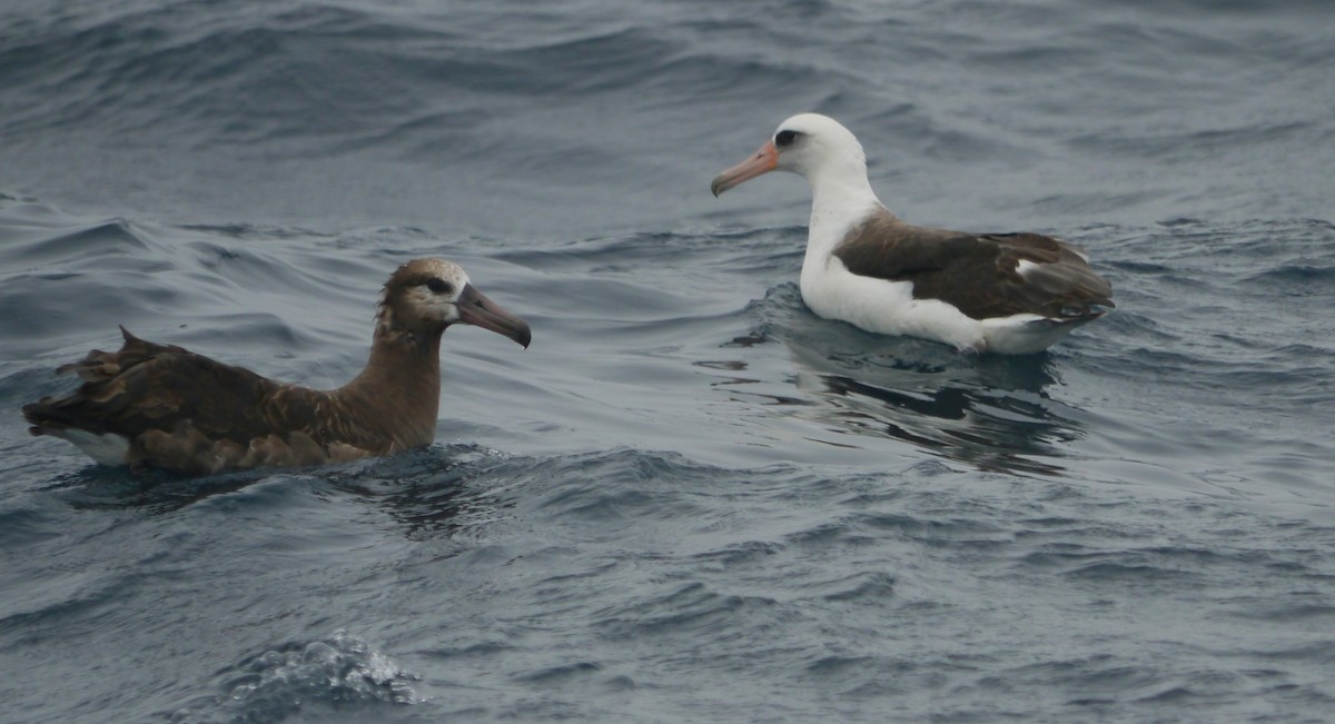 albatros laysanský - ML608081301