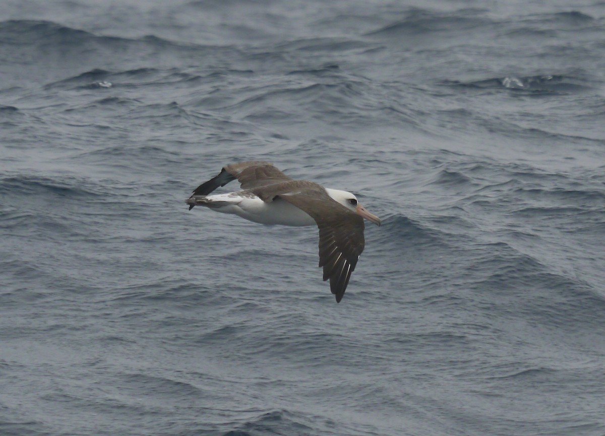 Albatros de Laysan - ML608081871