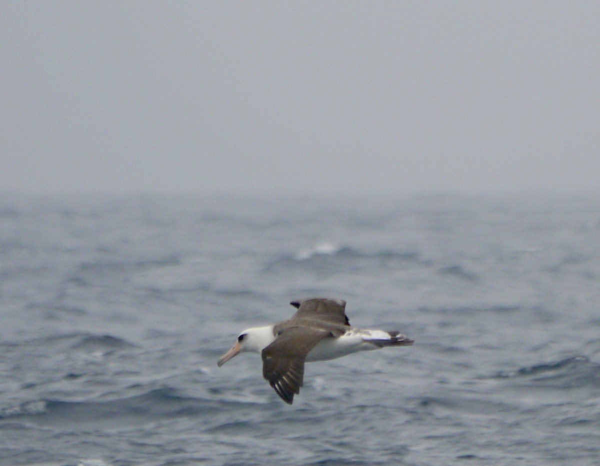 Темноспинный альбатрос - ML608081881