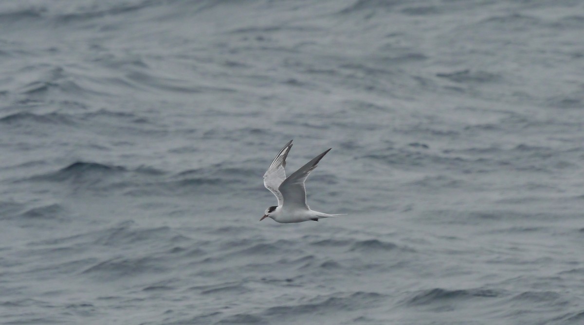 Common Tern - ML608083961