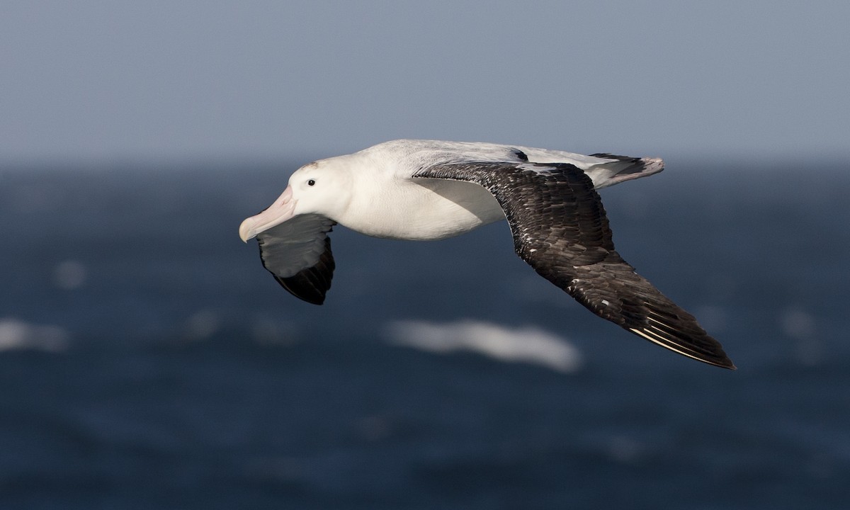 albatros stěhovavý - ML60808551