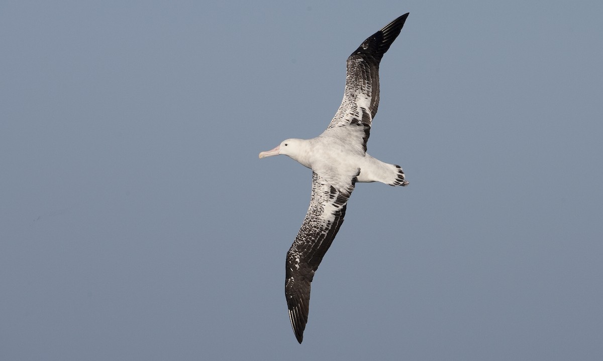 Snowy Albatross - ML60808561