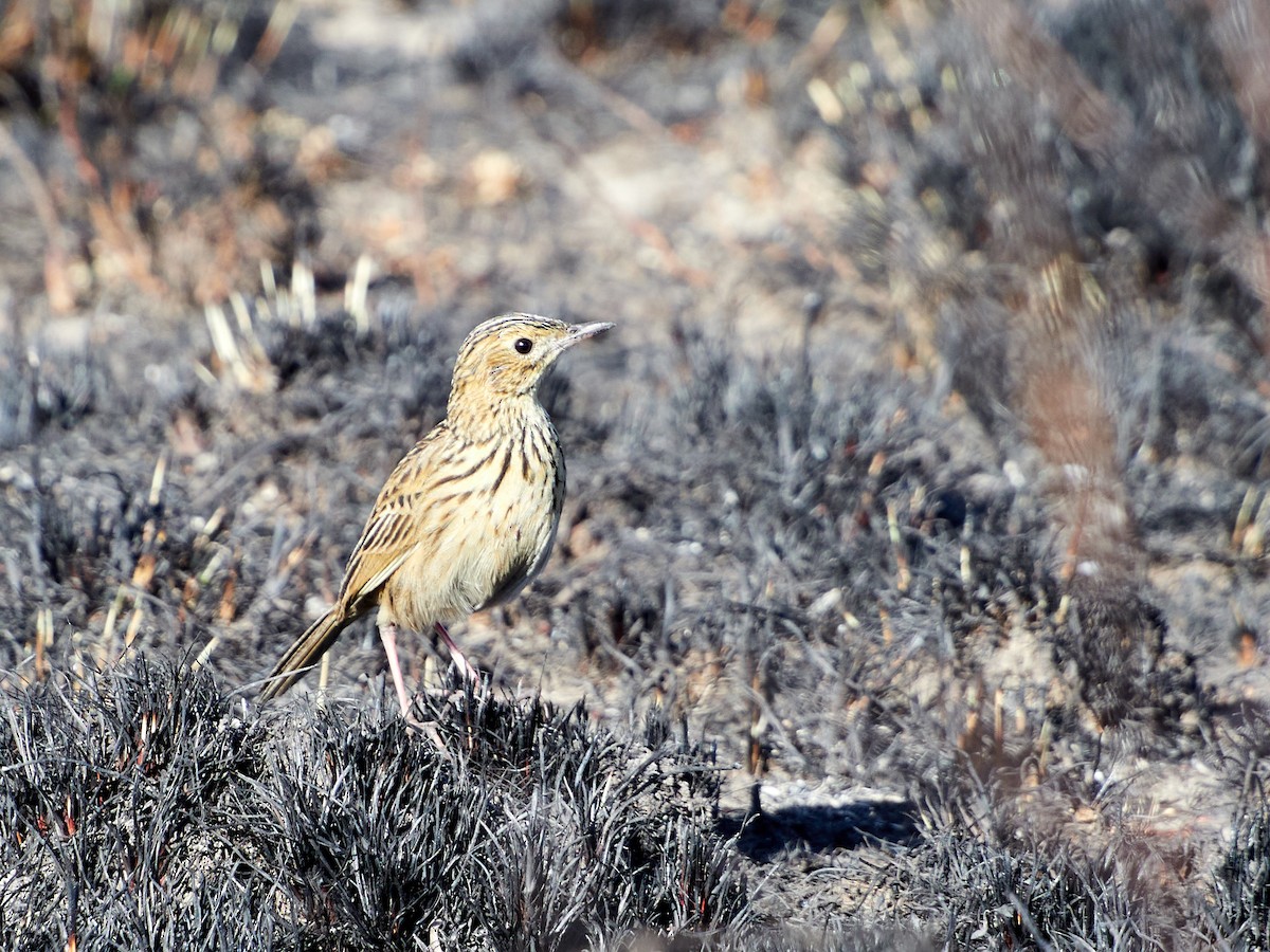 Ochre-breasted Pipit - ML608085631