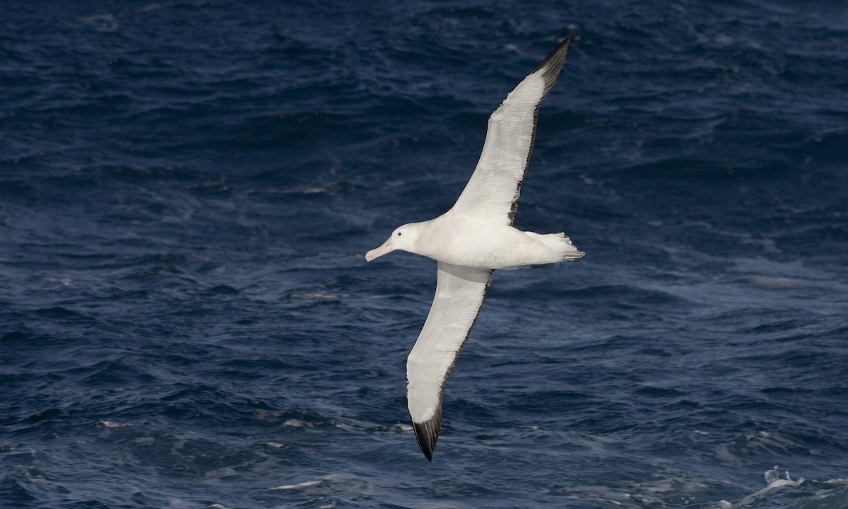 Snowy Albatross - ML60808571